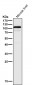 Anti-UBE3A Monoclonal Antibody